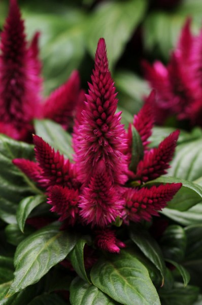 celosia_kosmo_cherry