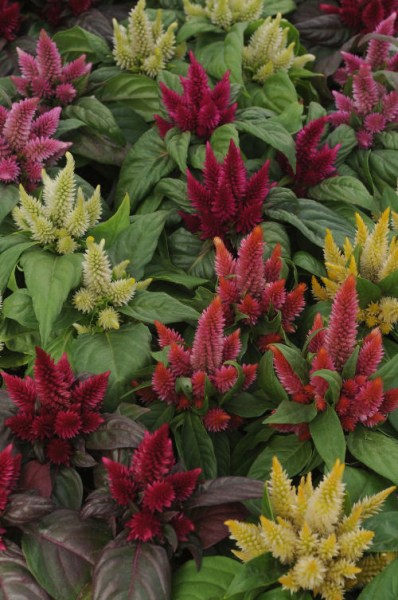 celosia_kosmo_mix