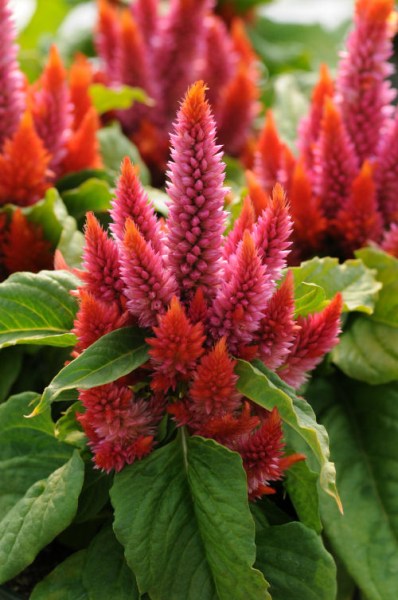 celosia_kosmo_salmon2