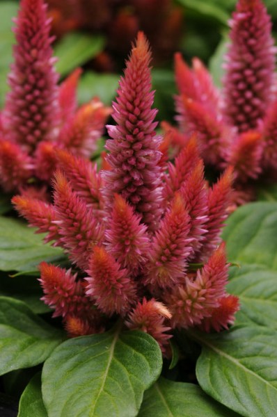 celosia_kosmo_salmon