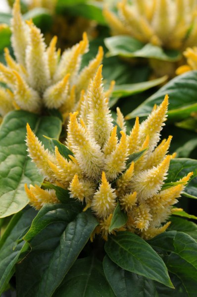 celosia_kosmo_yellow2