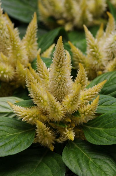 celosia_kosmo_yellow