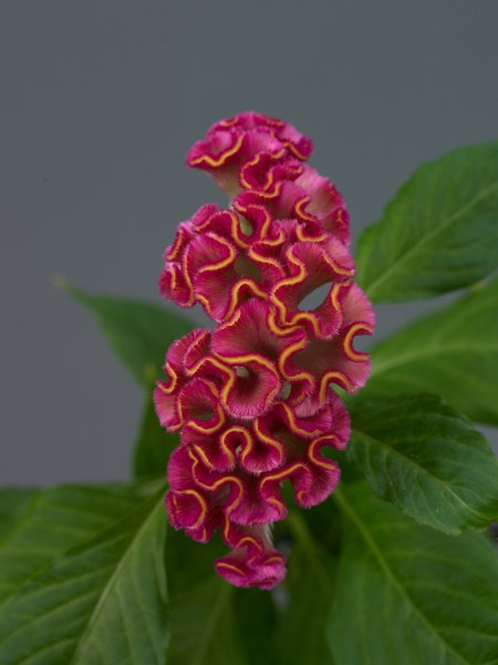 celosia_neo_rose.jpg