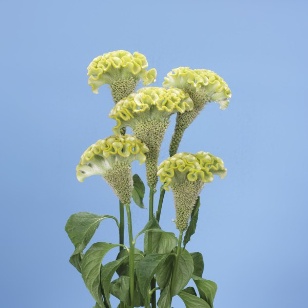 celosia_spring_green.jpg