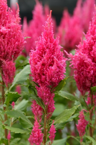 celosia_sunday_dark_pink.jpg