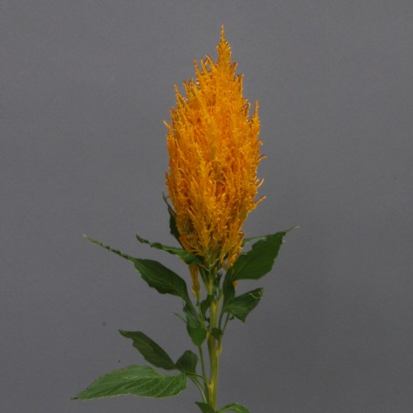 celosia_sunday_gold.jpg