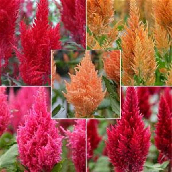 celosia_sunday_mix.jpg