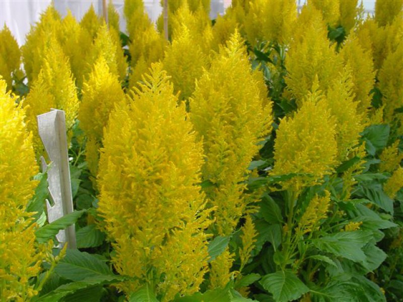 celosia_sunday_yellow.jpg
