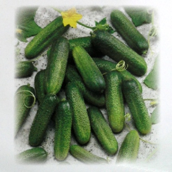 Uhorky nakladačky Claudine Seminis