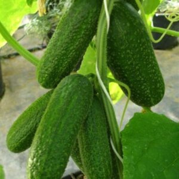 hladké uhorky nakladačky