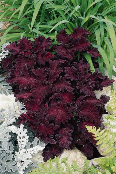 coleus_black_dragon