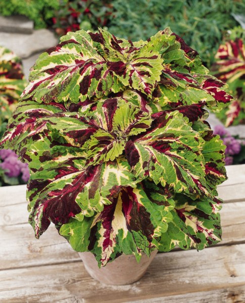 coleus_kong_mosaic