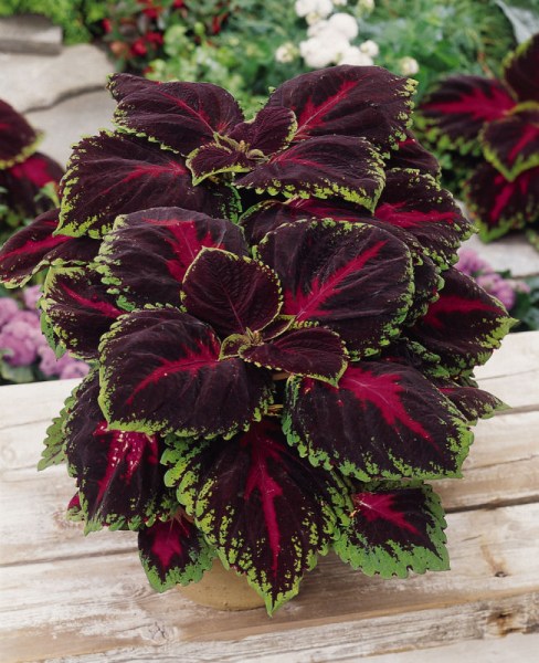 coleus_kong_red