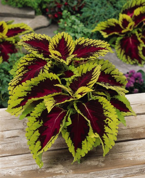 coleus_kong_rose2