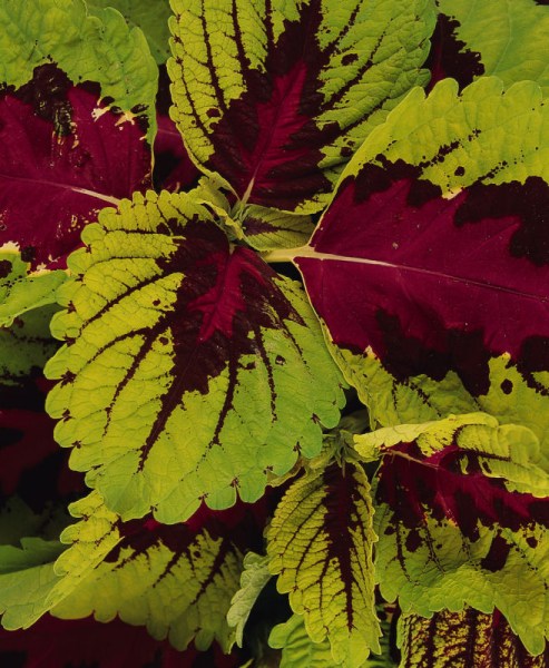 coleus_kong_rose3