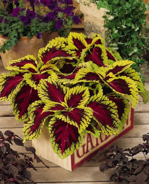 coleus_kong_rose