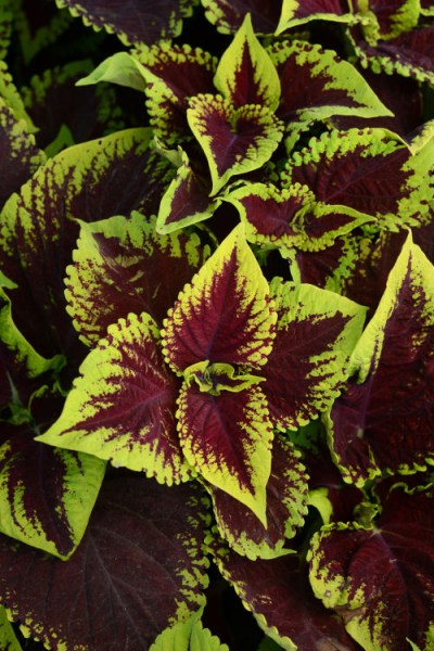 coleus_kong_scarlet