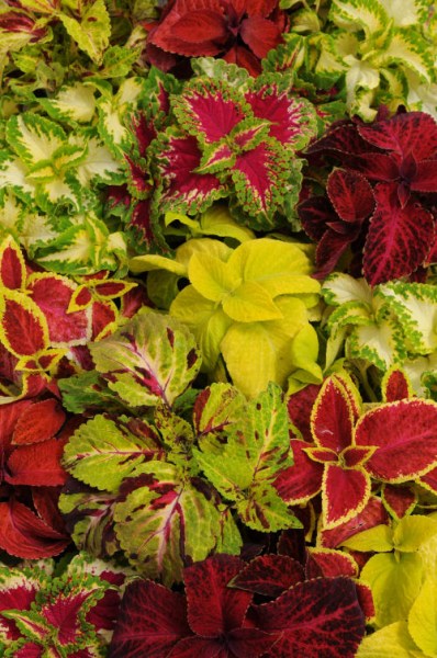 coleus_wizard_mix1