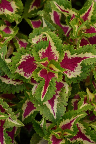coleus_wizard_rose