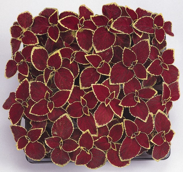 coleus_wizard_scarlet2