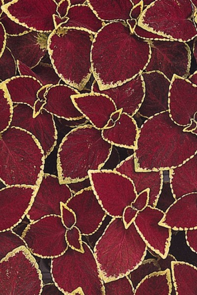 coleus_wizard_scarlet
