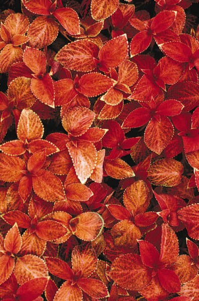 coleus_wizard_sunset