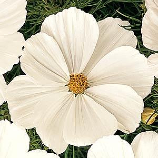 cosmos_white2
