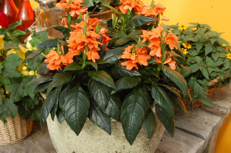 crossandra_tropic_flame2