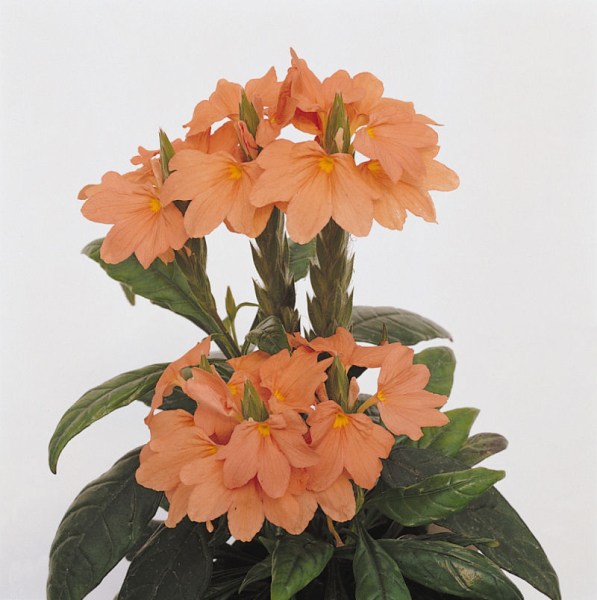 crossandra_tropic_flame3