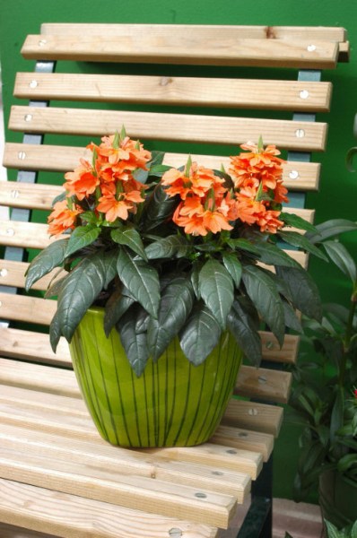 crossandra_tropic_flame