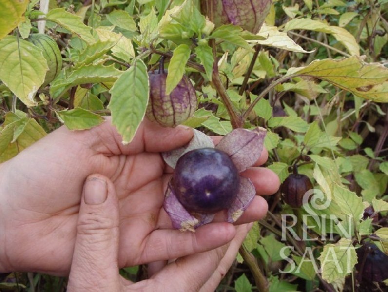 cv034-tomatillo-purple1_600