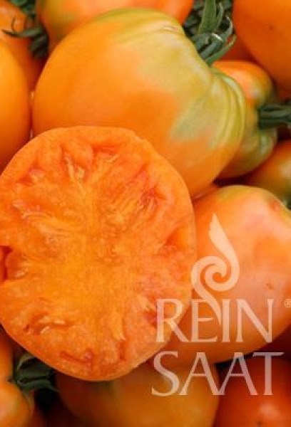 cv056_ochsenherz_orange