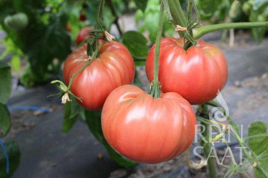 bio rajčiny, semená bio rajčín, Olena Ukrainian, 