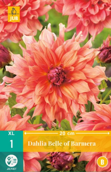 dahlia-belle-of-barmera-i