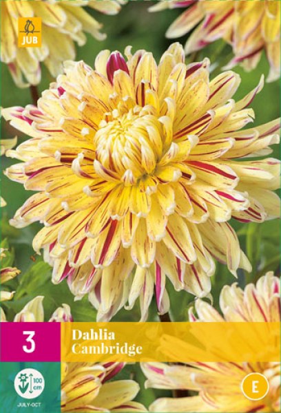 dahlia-cambridge-i