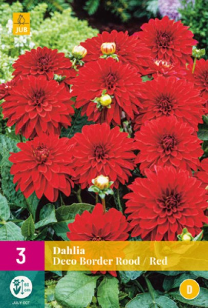 dahlia-deco-border-rood-i