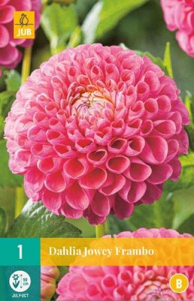 dahlia-jowey-frambo-i2