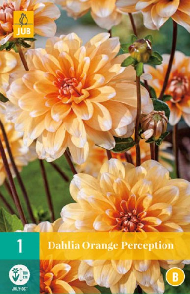 dahlia-orange-perception-i