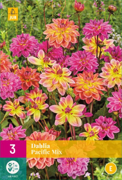 dahlia-pacific-mix-i