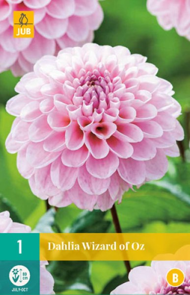 dahlia-wizard-of-oz-i
