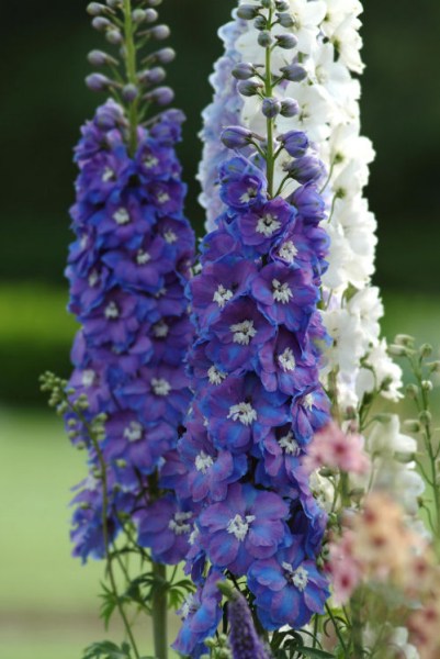 delphinium_guardian_blue