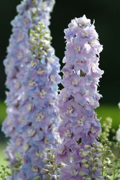 delphinium_guardian_lavender2