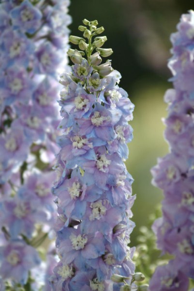 delphinium_guardian_lavender
