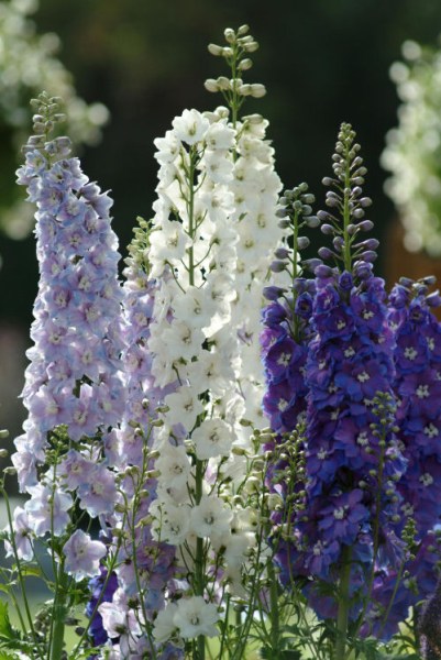delphinium_guardian_mix2