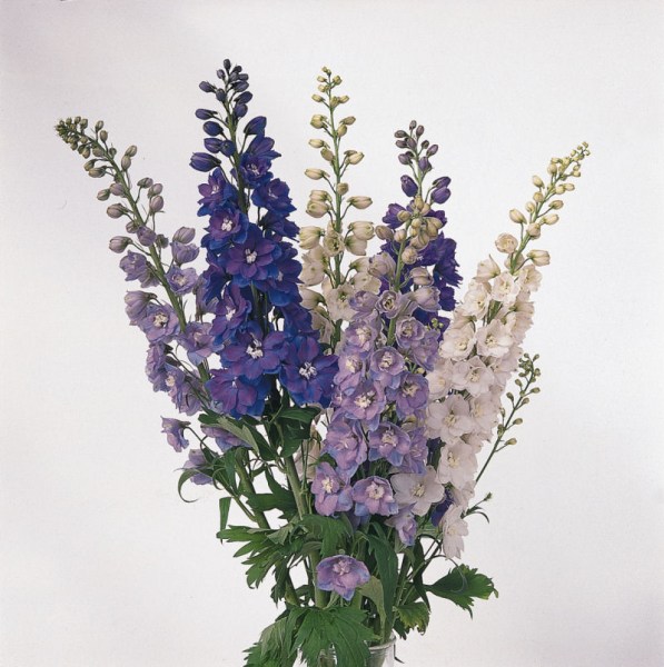 delphinium_guardian_mix
