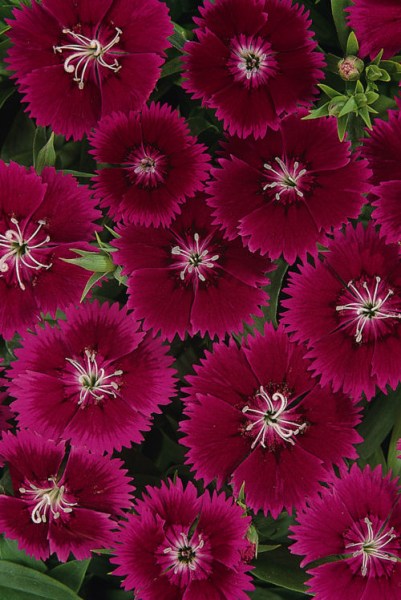 dianthus_ideal_select_violet