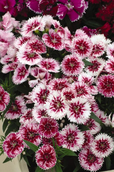 dianthus_ideal_select_white_fire2