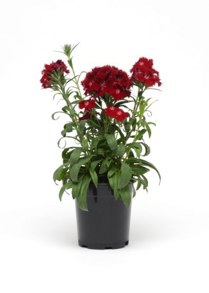 dianthus_rockin_red2