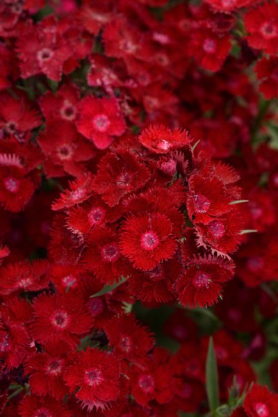 dianthus_rockin_red3