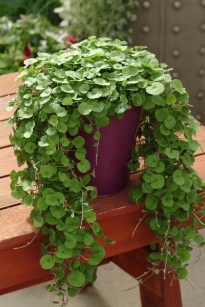 dichondra_emerald_falls